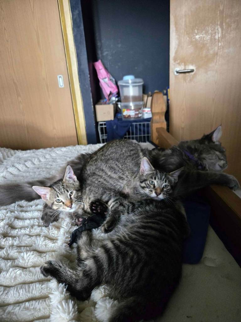 Main Coon x kittens 
