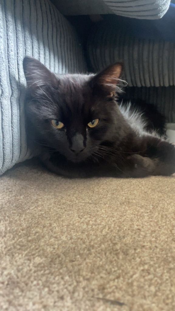 Beautiful Maine coon mix kitten read description 