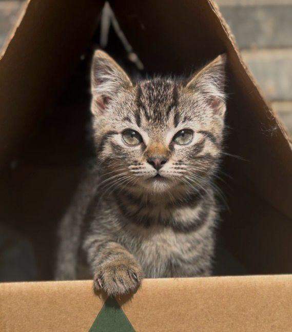 Super cute kittens - One Tabby One Black (both male)