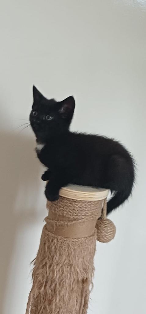 Last Beautiful Female Kitten