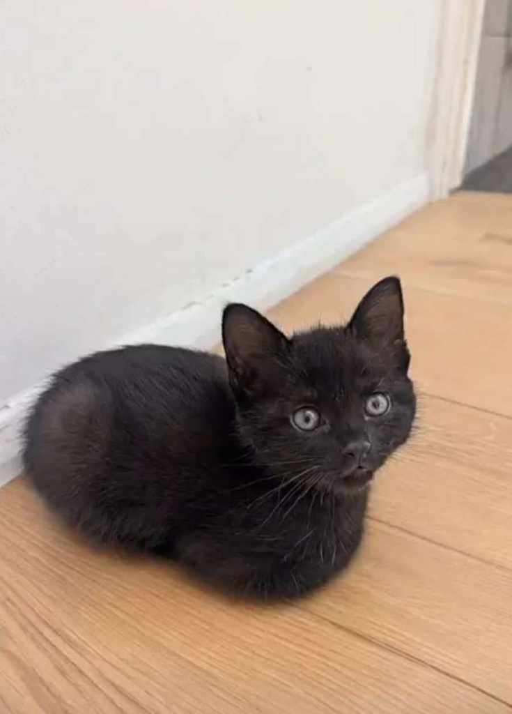 Beautiful Kitten Looking For Her Forever Home