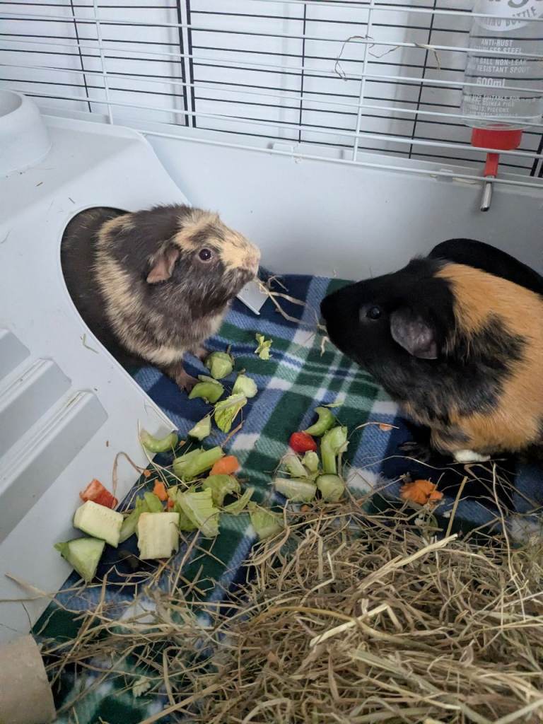 2 male Guinea pigs 