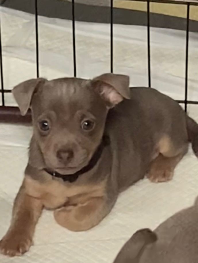 Much Wenlock Jack Russell Puppies