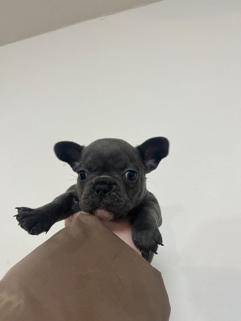 3 French Bulldog Puppies LEFT