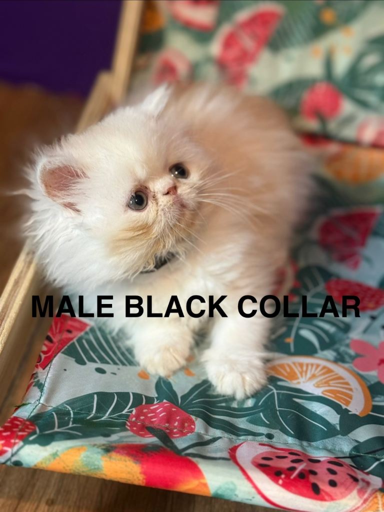 😻Adorable Persian Kittens😻