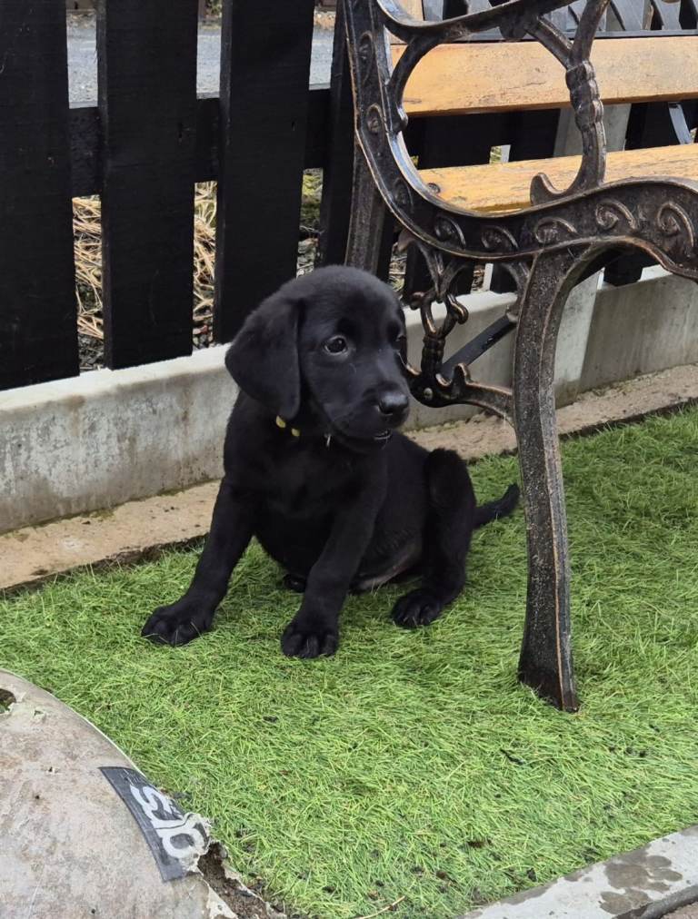 Top Quality kc registered labrador pups