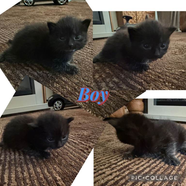 3 BEAUTIFUL BABY KITTENS