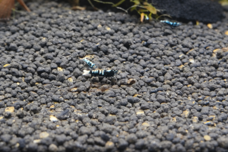 image for  Pinto Black Fishbone Galaxy Boa Shrimps Caridina 