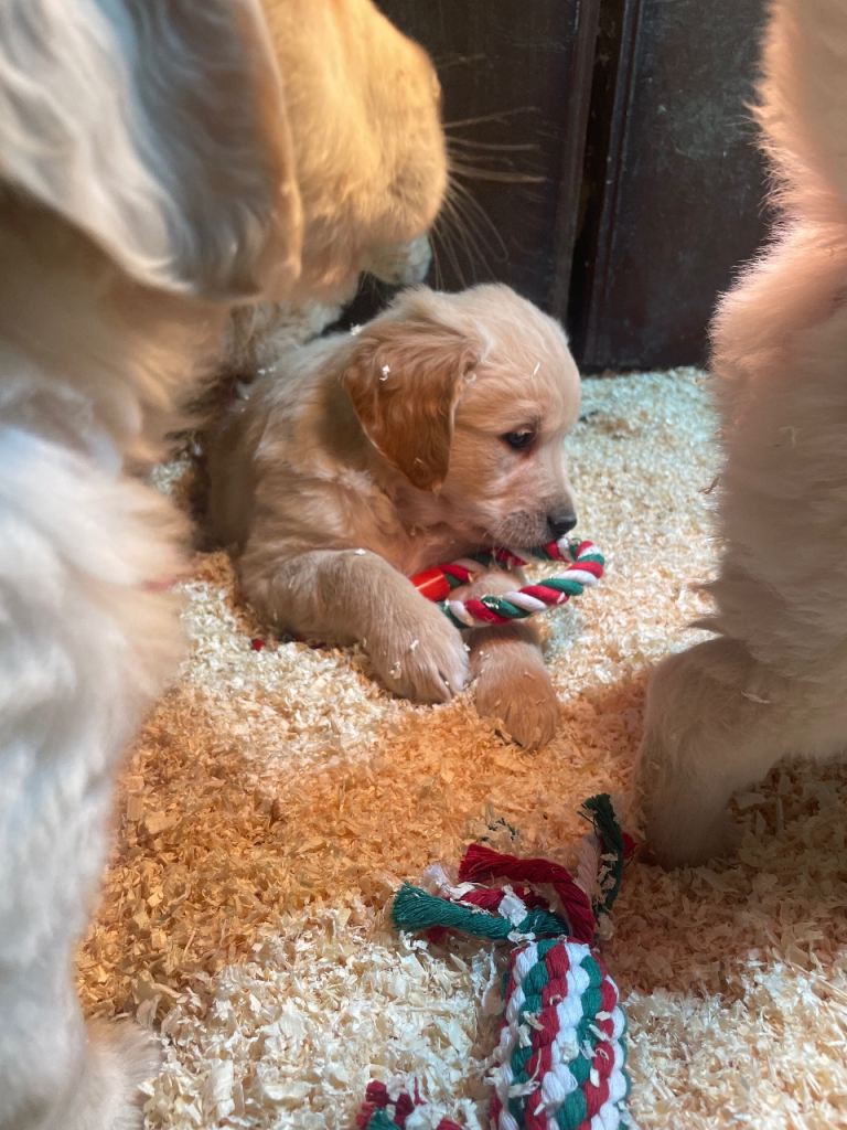 Golden retriever pups 