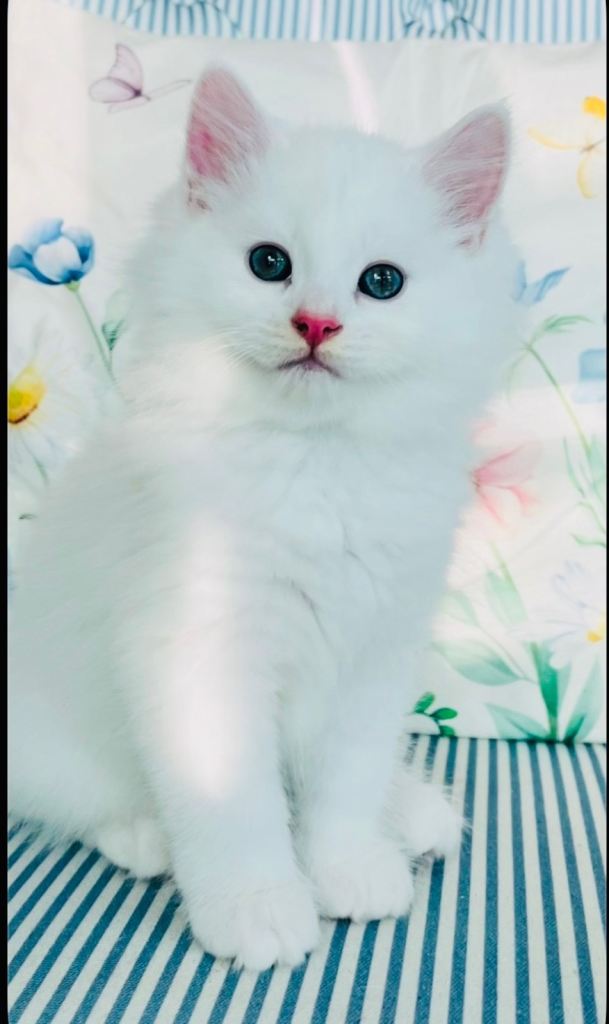 Persian cross Angora kittens ready for Loving homes