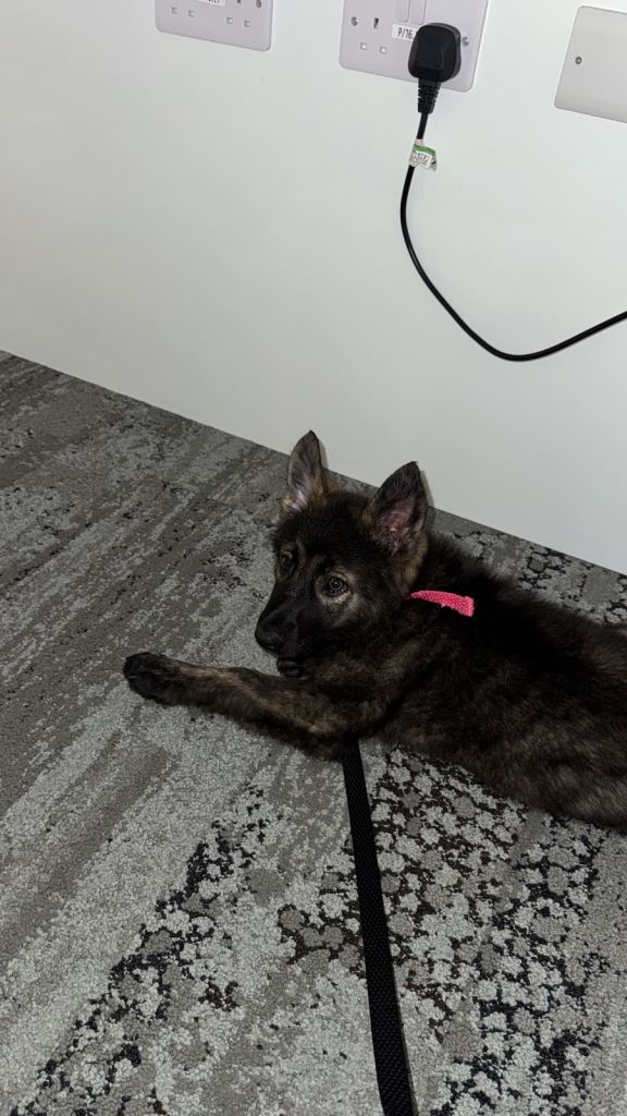 Pups for sale 11 weeks 