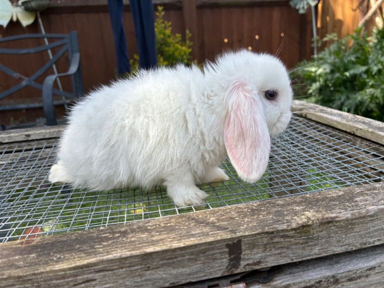6 beautiful mini lop babies 