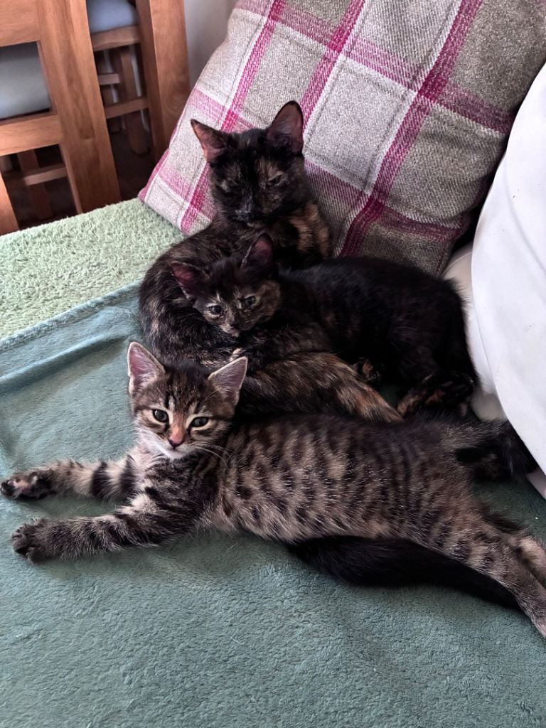 Ready now - Maine coon x kitten (girl)