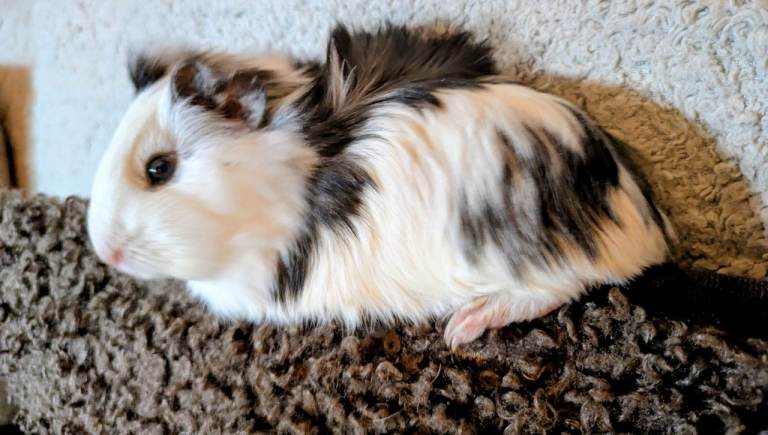 Male Guinea Pig