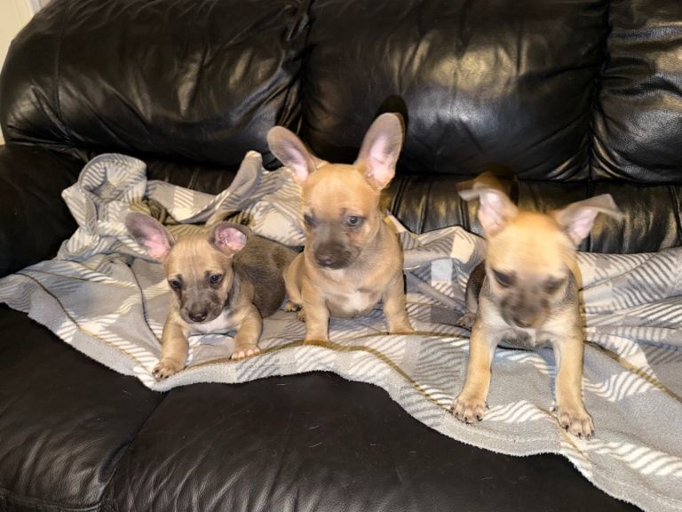 READY NOW RARE PUPPIES BULLHUAHA FRENCH BULL DOG FRENCHIE  CROSS CHIHUAHUA