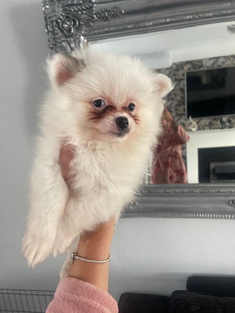 Pomeranian 