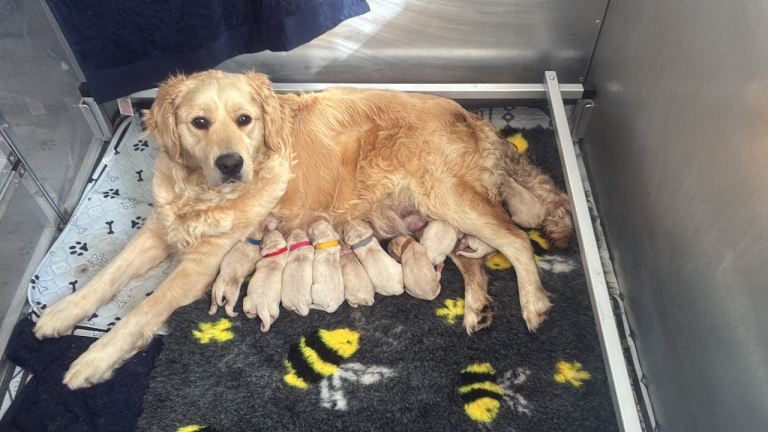 Puppies due 10th may 