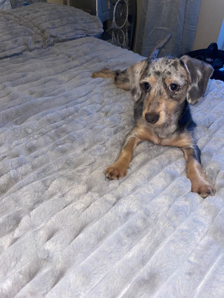 Puppy Dashshund mini