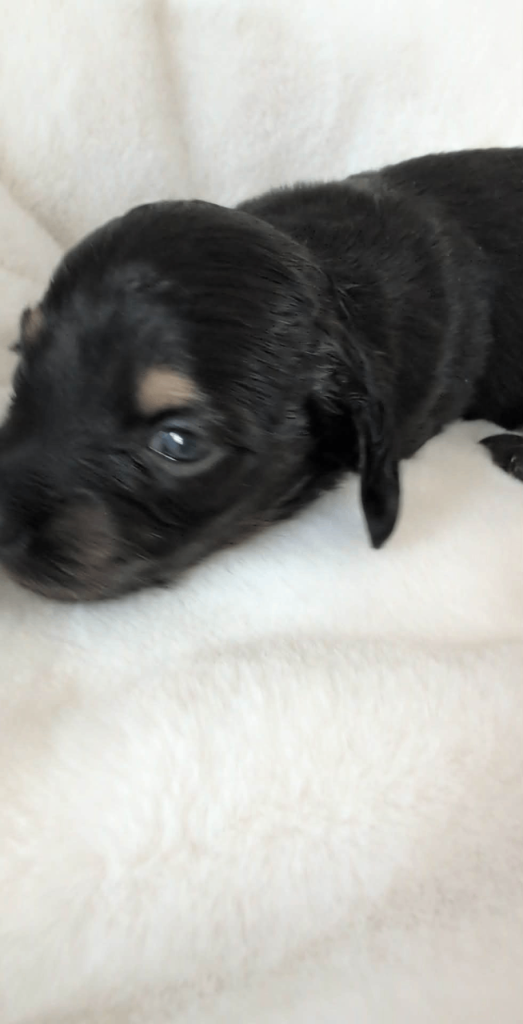 Miniature long haired Dachshund 