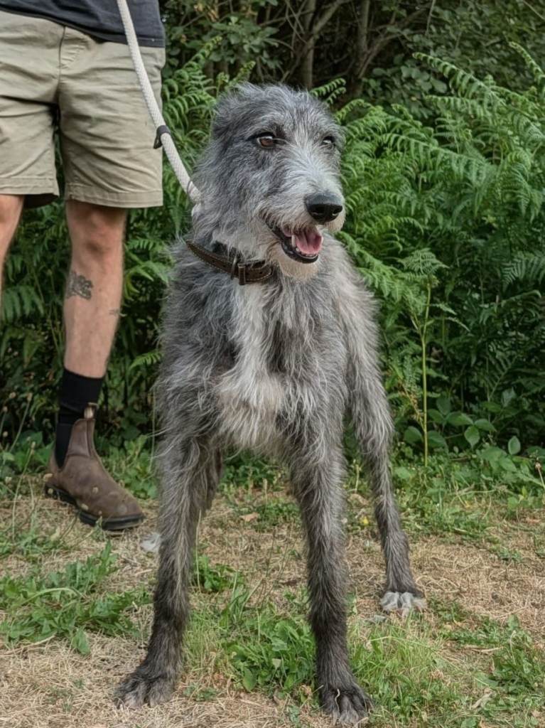 Deerhound X Greyhound 