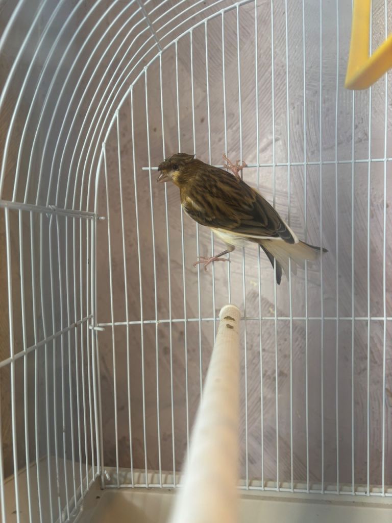 Canary for sale with cage