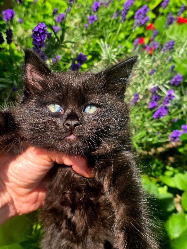   Kittens 