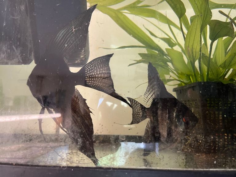 Black longfin ghost pinoy angelfish pair. 