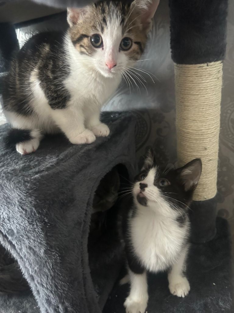 2 Kittens Available 🐈 