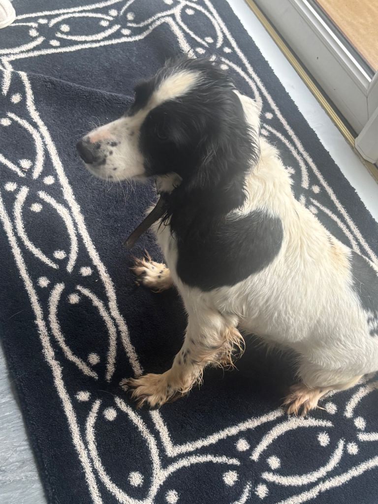 Springer spaniel needs home 