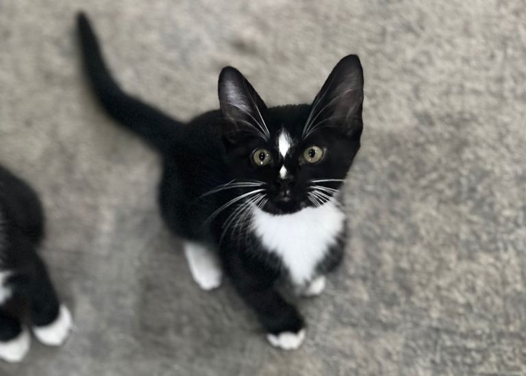 **Ready Now** Burmese X Kitten ❤️ Only 1 Left