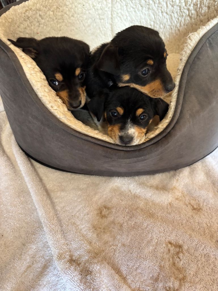 Jack Russell x Dachshund 