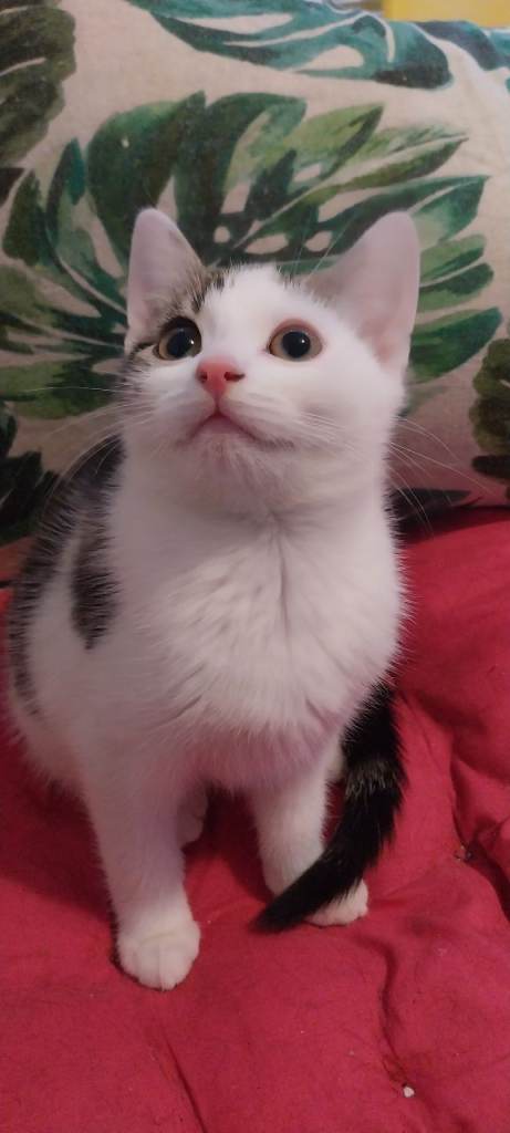 Two Beautiful Boy Kittens