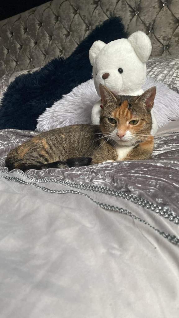 2 very loving cats need a forever home