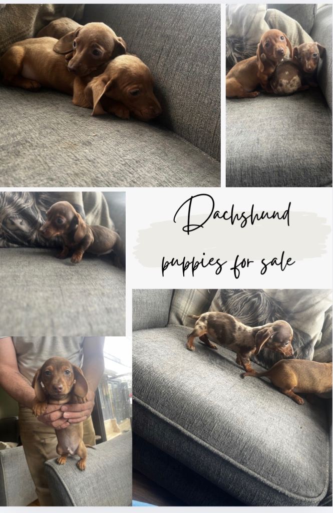 Dachshund Puppies 