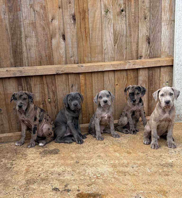Cane corso puppy's 