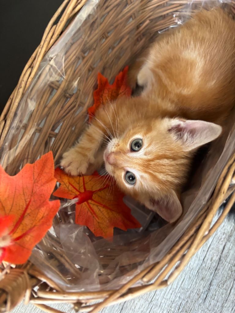  3Kittens Looking for Their Forever Homes