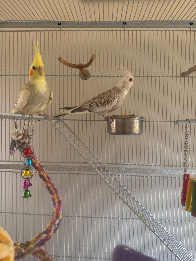 2 cocktails , female birds 