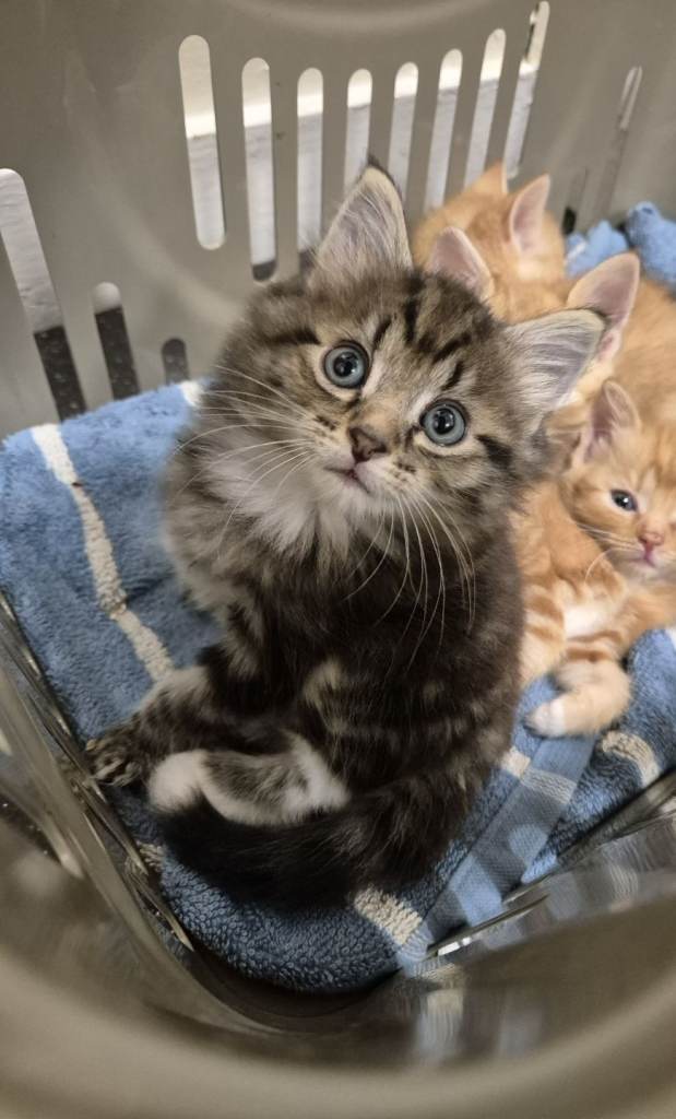 MaineCoon mix kittens