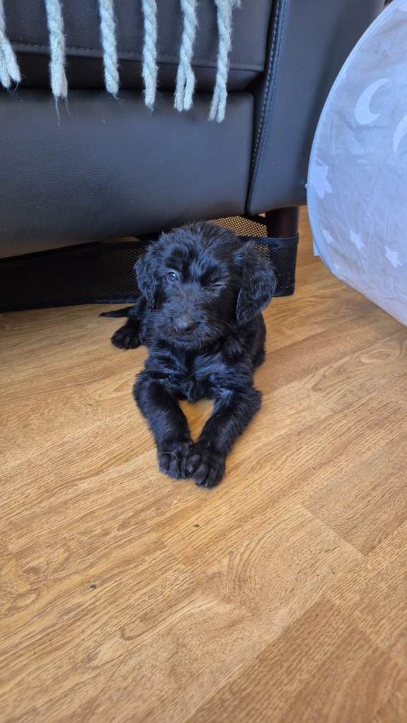 READY TO LEAVE! Double doodle puppies (labradoodle X goldendoodle, hypoallergenic)
