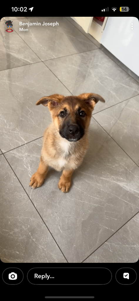Tan German Shepherd Puppy (11 week old)