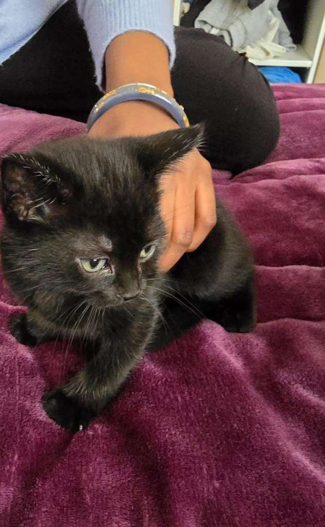8 week old Bengal striped black kittens