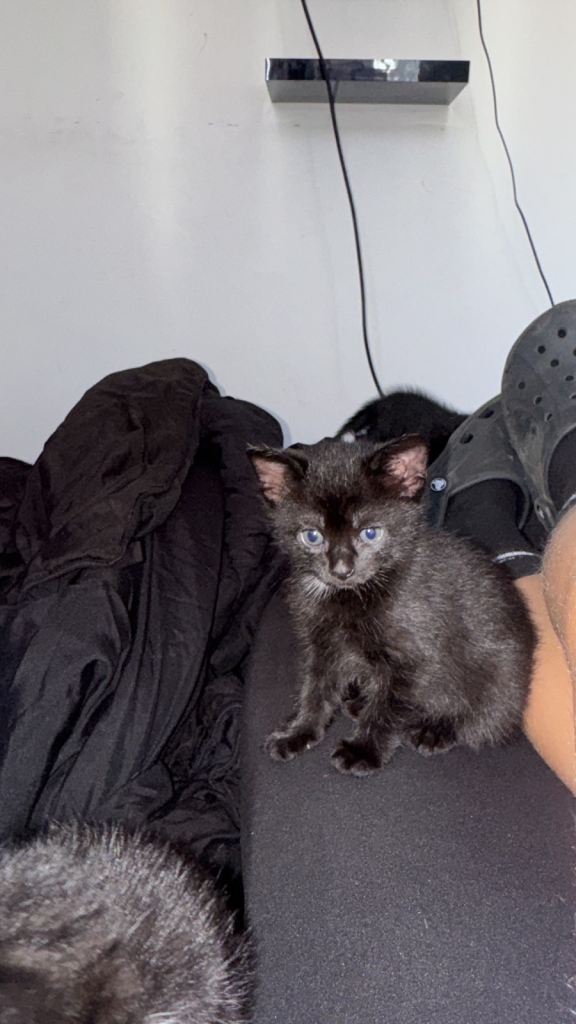 Four beautiful kittens 