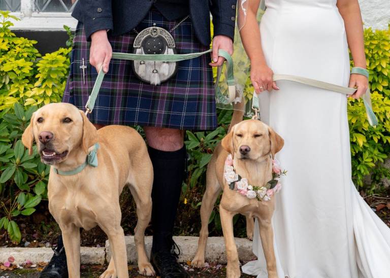 A pair of sage green velvet dog collars with matching leads. As new. Used once for wedding photos.