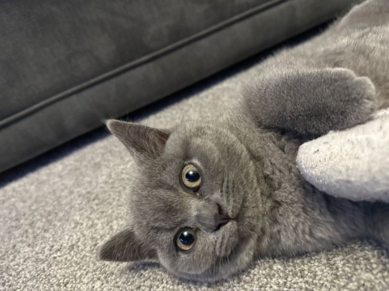 British short hair kitten