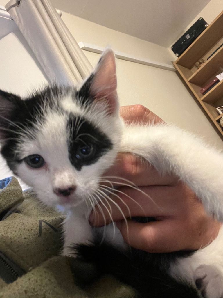 Lovely kitten 