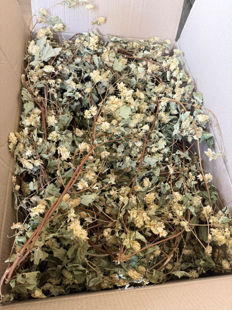 Kiln dried hops garland from Hukins Hops, purchased and stored but never used.