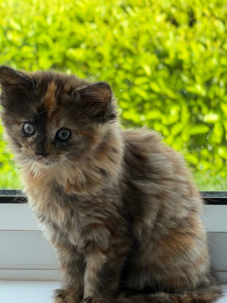 Gorgeous kittens 