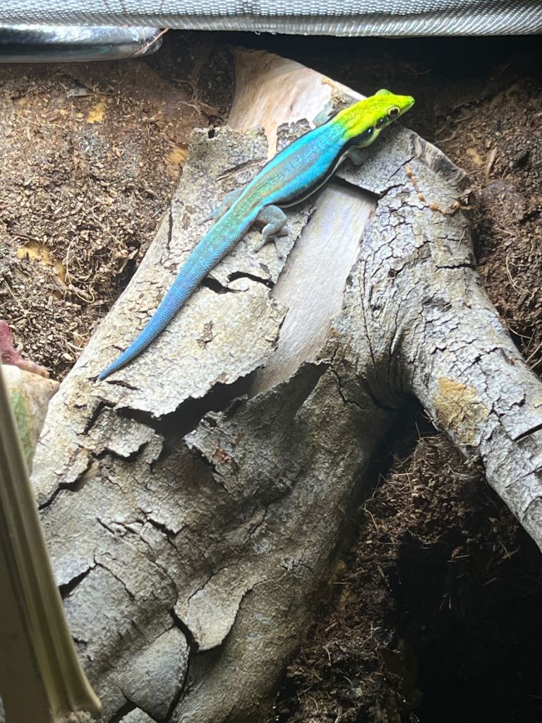Phelsuma Klemmeri adults and juveniles