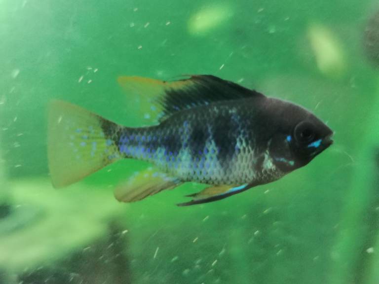 German Ram Cichlids Dark Knights and Golden