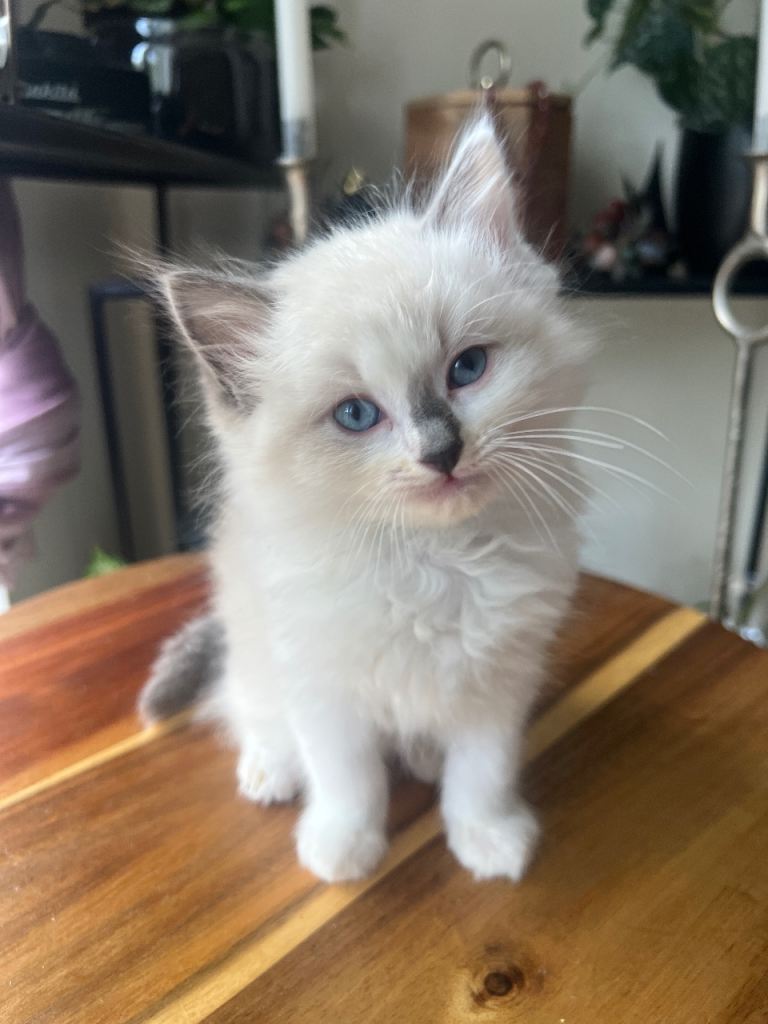 Adorable Purebred Ragdoll Kittens – Ready from June 13